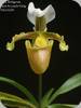 Paph. barbigerum